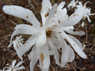 Fleurs blanches aux pétales étalées. Agrandir dans une nouvelle fenêtre (ou onglet)